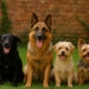 Vier verschiedene Rassen schauen treu in die Kamera. Die Hunde sitzen vor einer Ziegelwand.