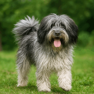 Schapendoes in einer natürlichen Umgebung